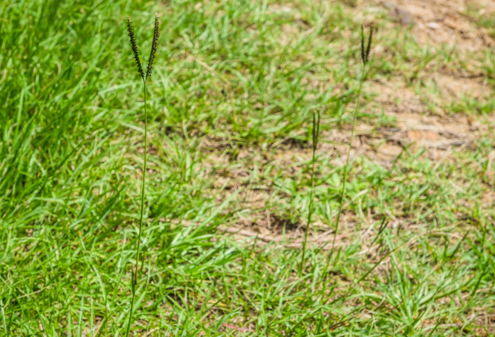 觀賞草種植 觀賞草種植