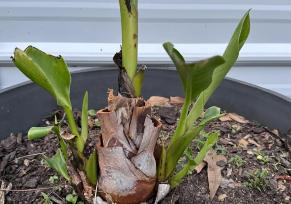 天堂鳥分株方法