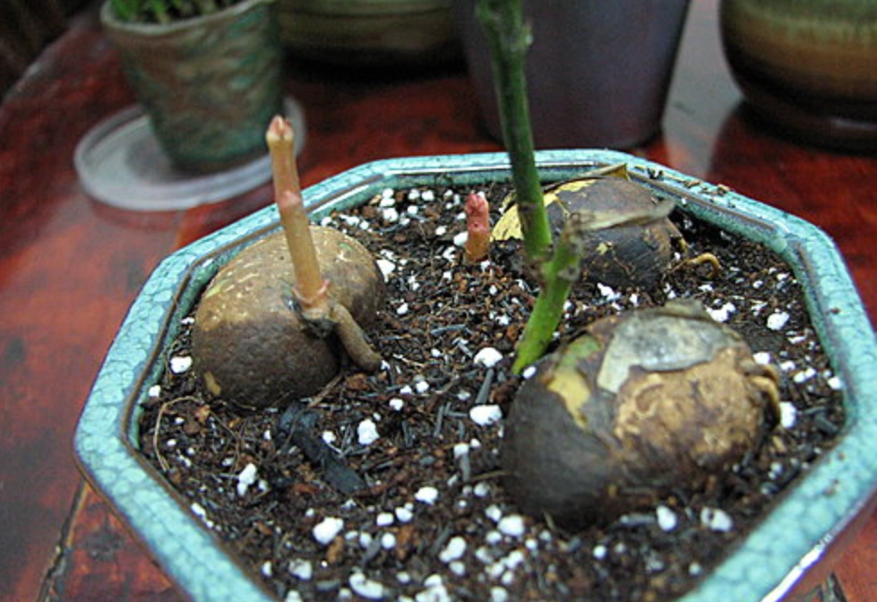 福木種植 福木種植