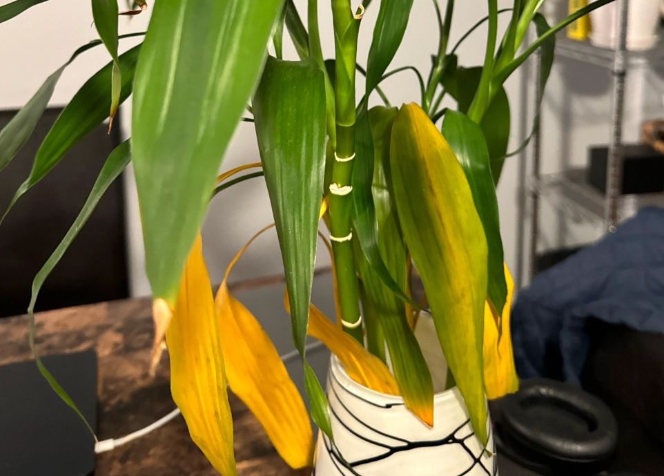 富貴竹黃葉處理 富貴竹黃葉處理