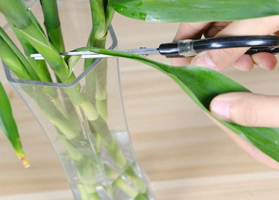 水耕植物換水 水耕植物換水