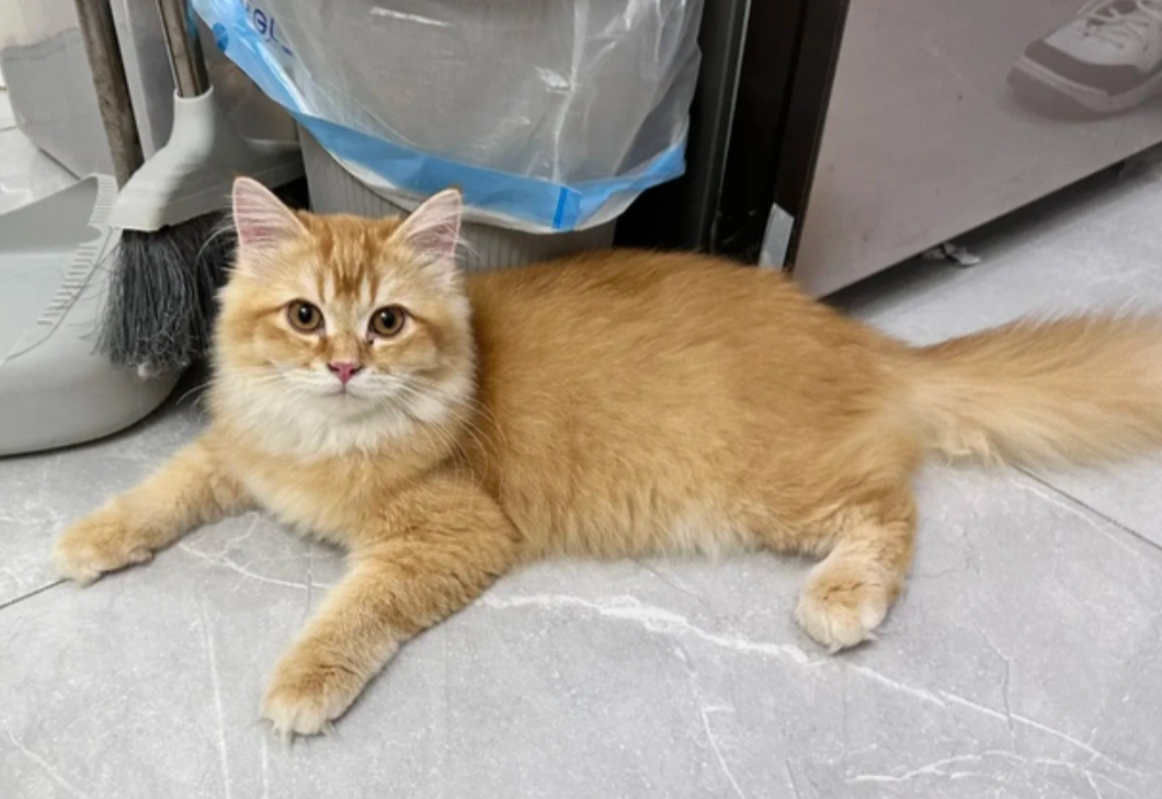 黃色貓咪照顧 黃色貓咪照顧