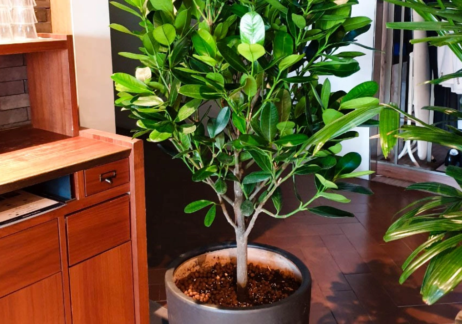 福木養護方法 福木養護方法