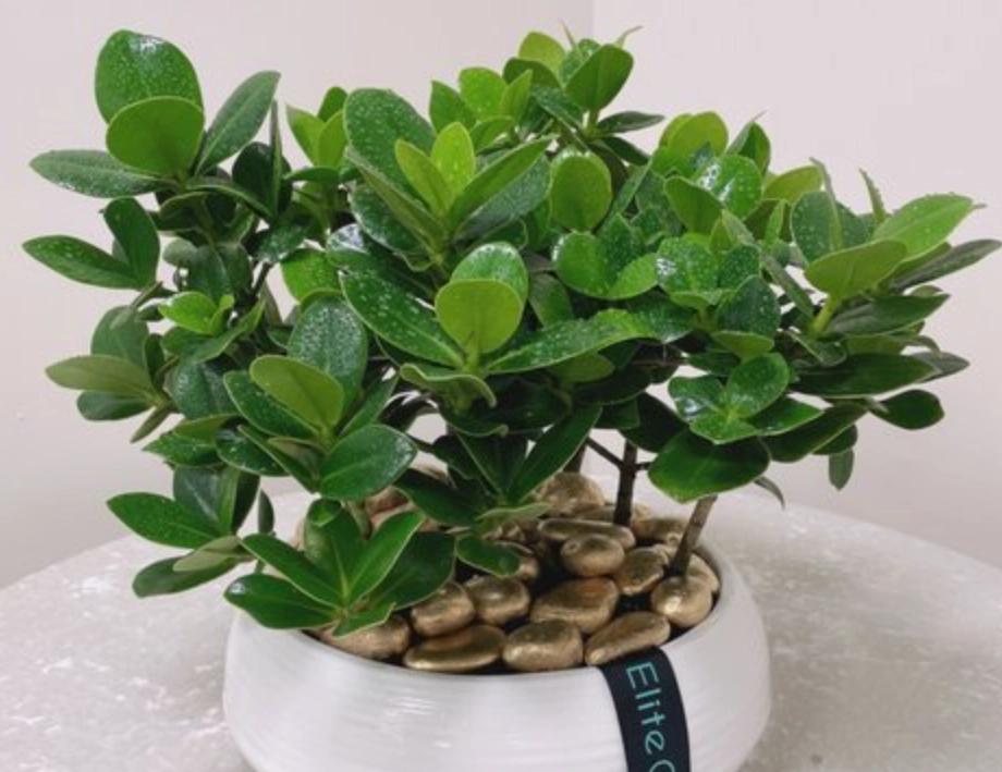 盆栽修剪技巧 盆栽修剪技巧