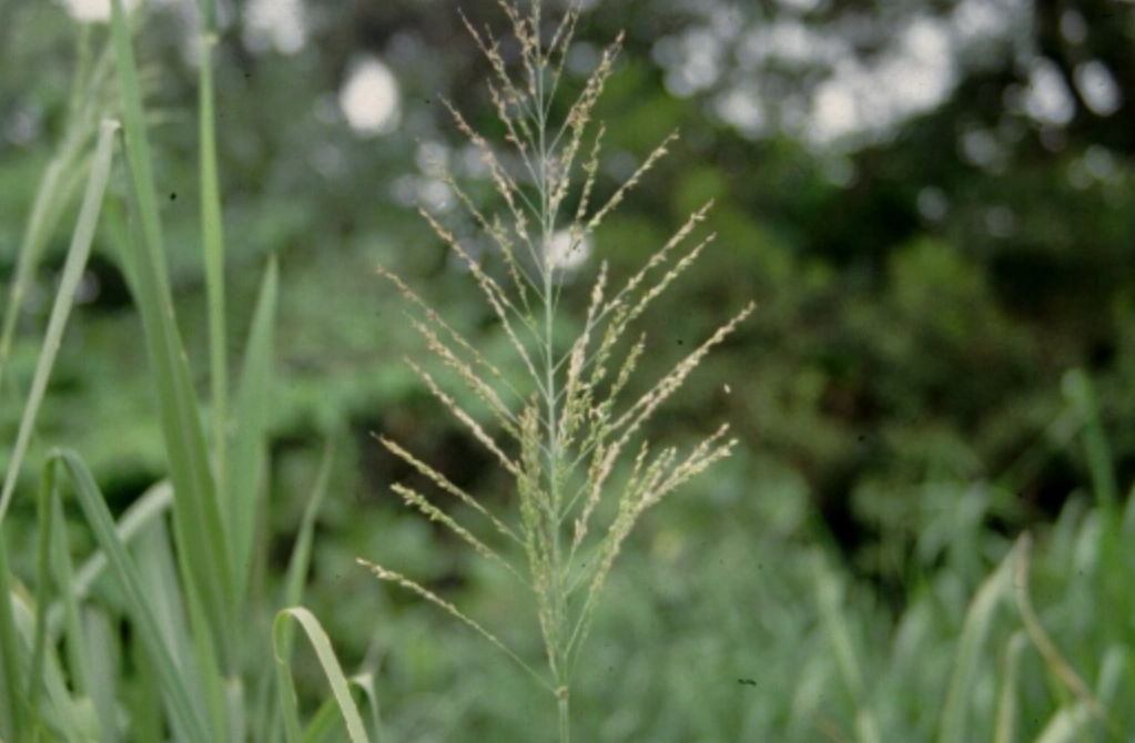 草籽播种 草籽播种