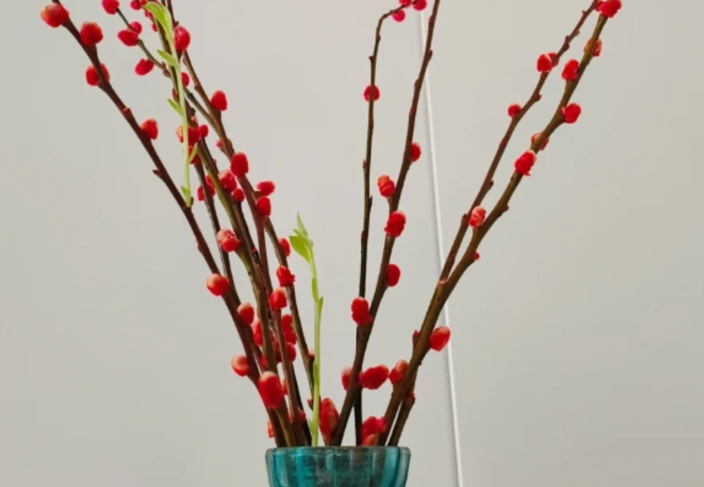 銀柳修剪 銀柳修剪