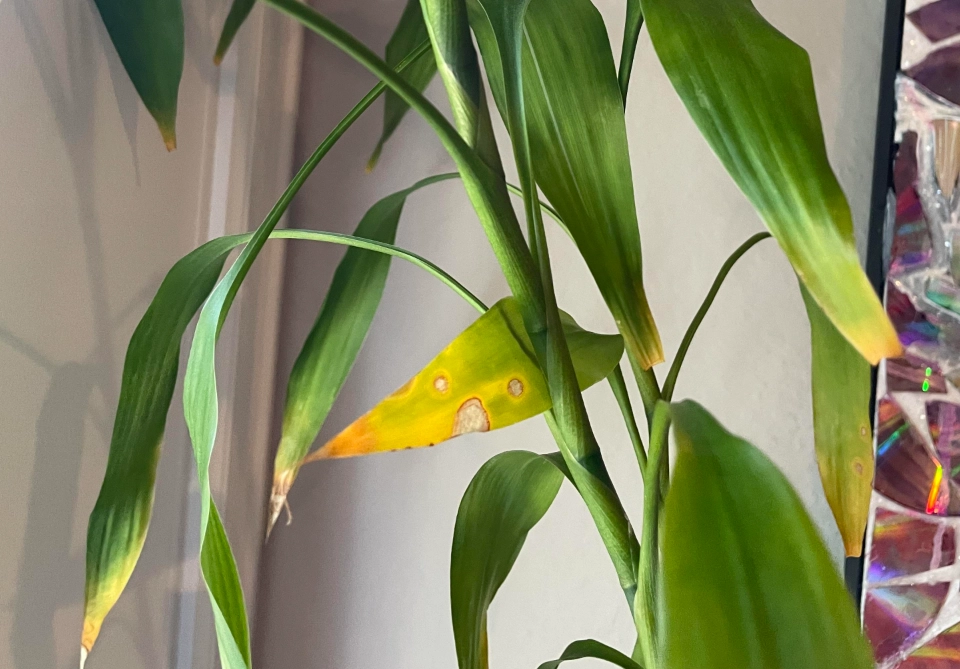 富貴竹養護技巧 富貴竹養護技巧