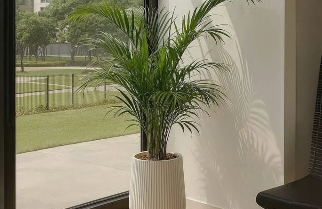 黃椰子 種植 技巧