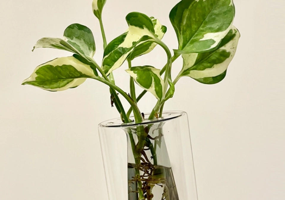 水耕發臭原因 水耕發臭原因