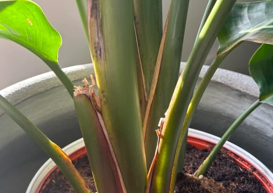 天堂鳥開花條件 天堂鳥開花條件