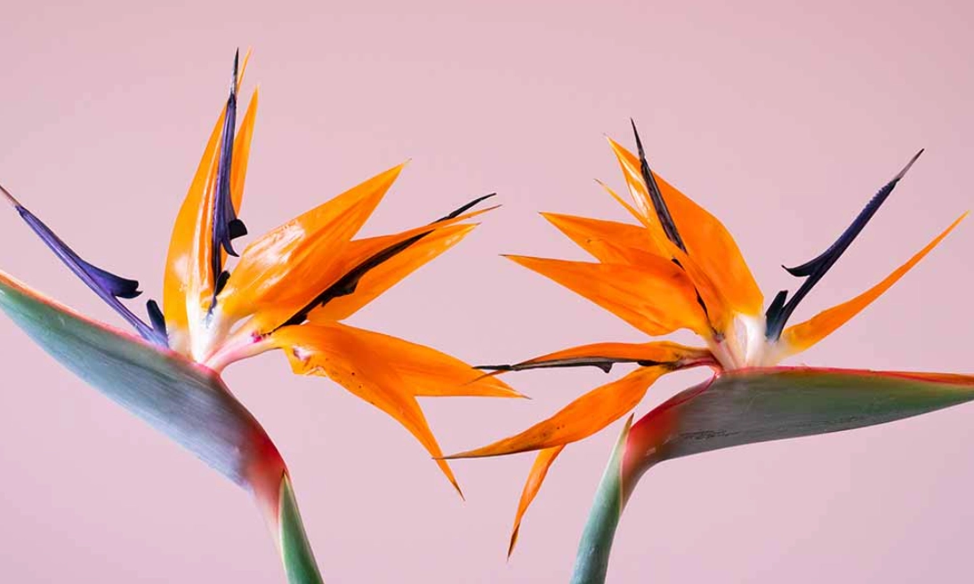 天堂鳥開花條件 天堂鳥開花條件