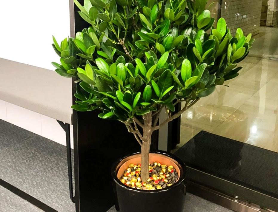 福木養護方法 福木養護方法