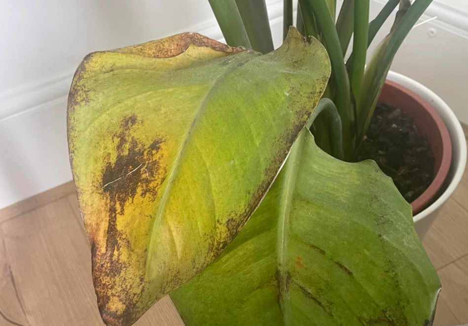 天堂鳥葉子黃處理 天堂鳥葉子黃處理