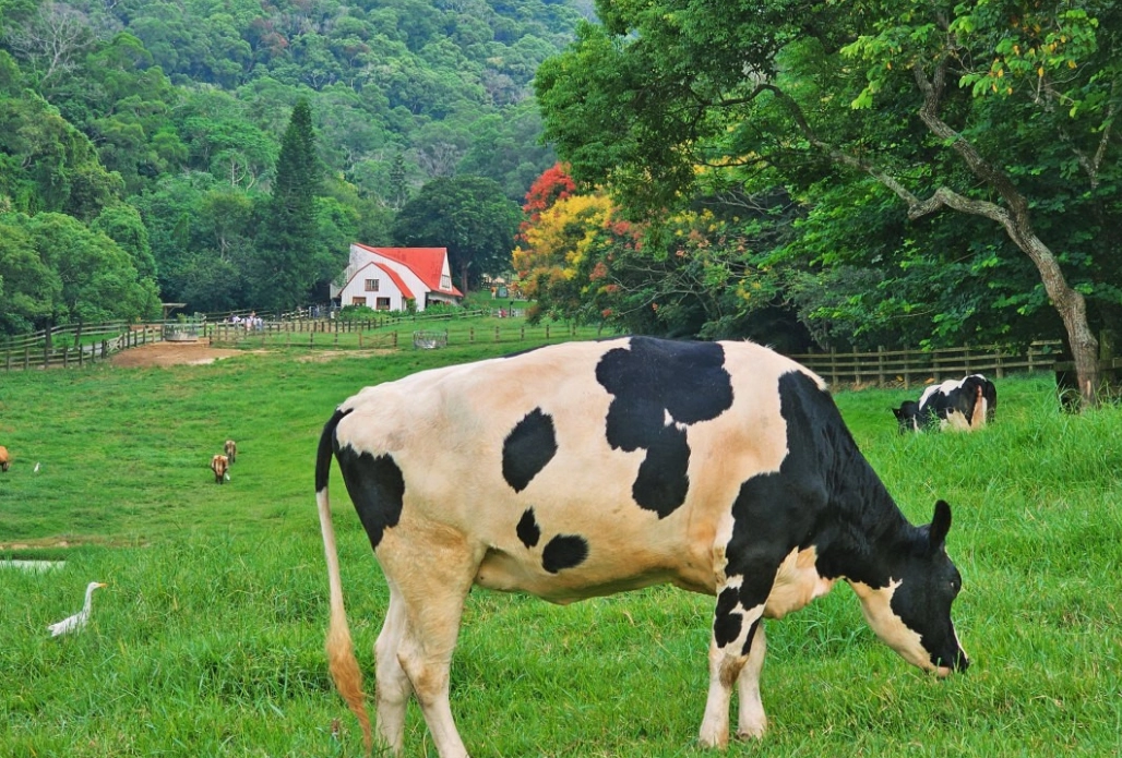 情侶旅遊苗栗 情侶旅遊苗栗