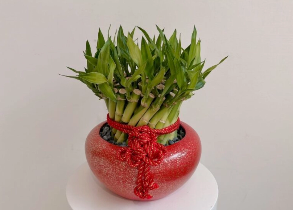 室內植物養護