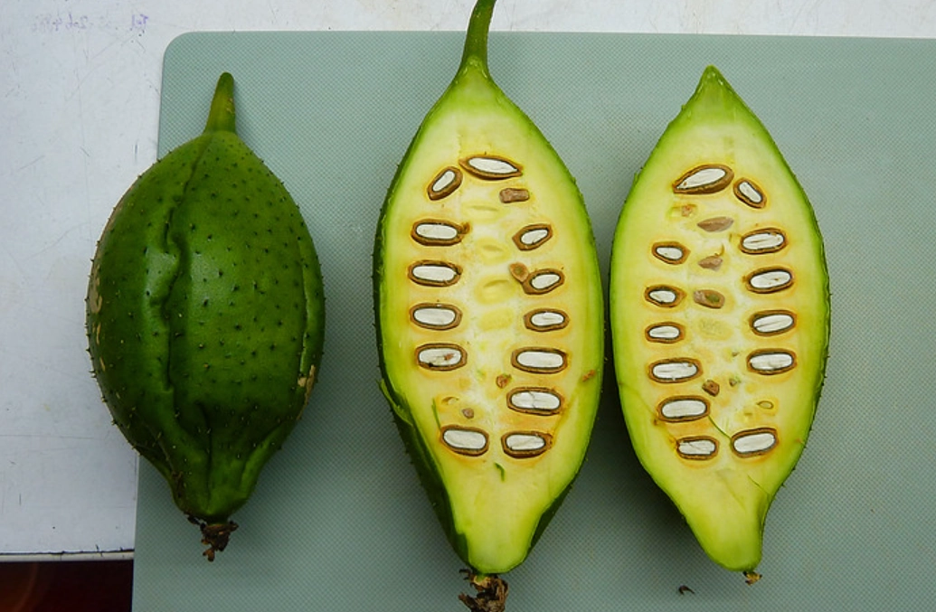 木鱉果種子 公母