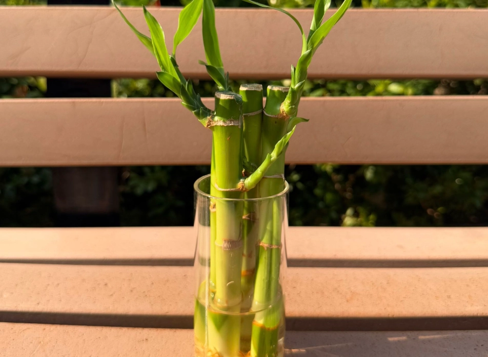 富貴竹養護 富貴竹養護