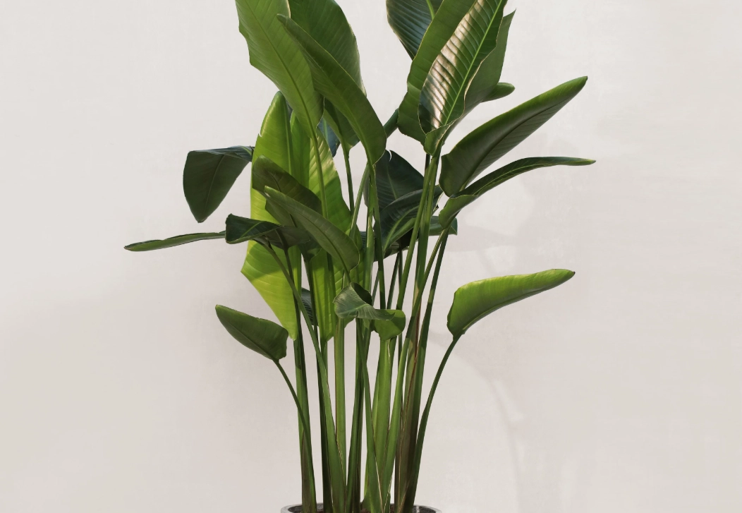 天堂鳥室內養護