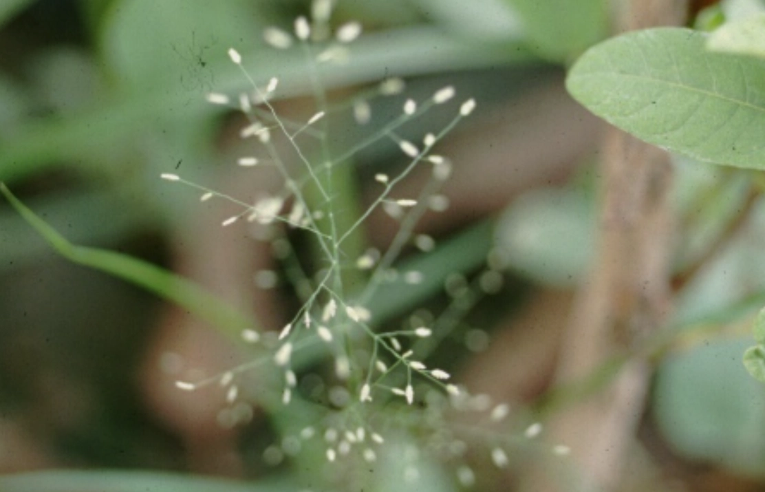 觀賞草種植 觀賞草種植