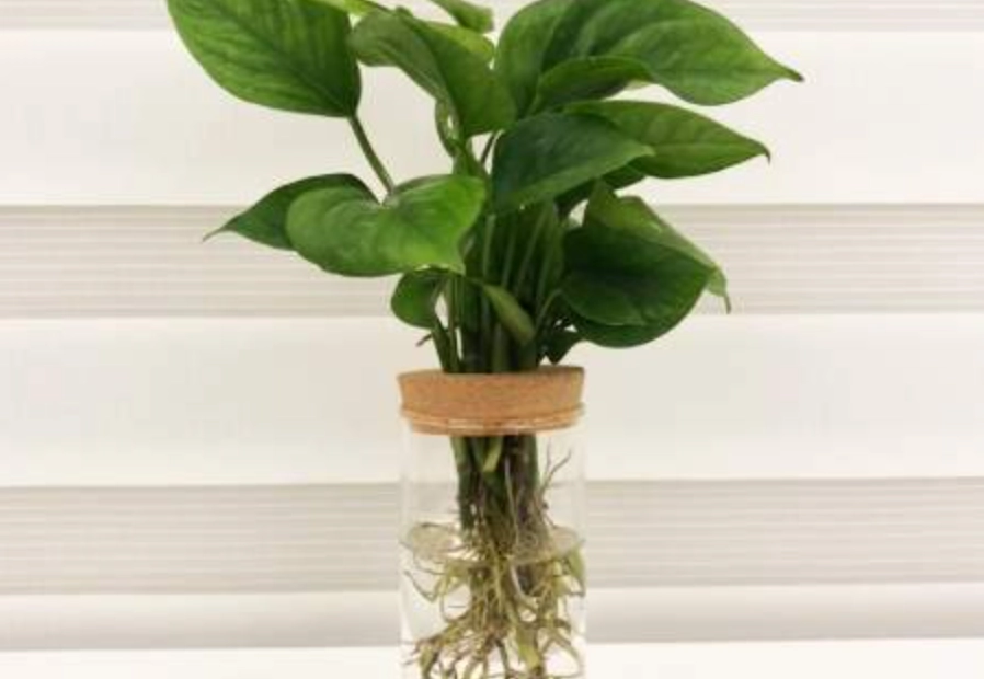 水耕植物 臭味 水耕植物 臭味