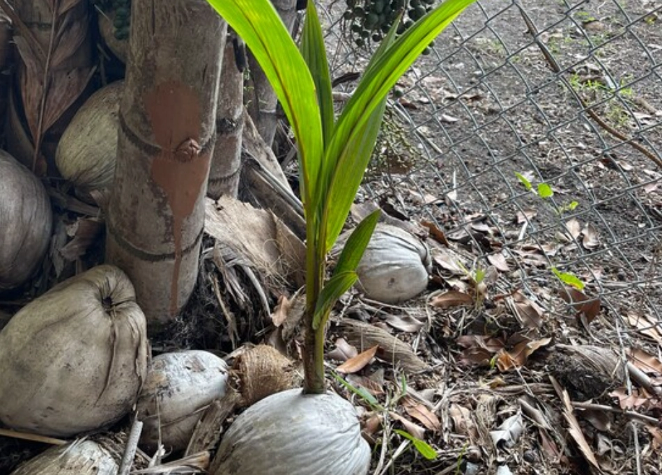 椰子树养护技巧