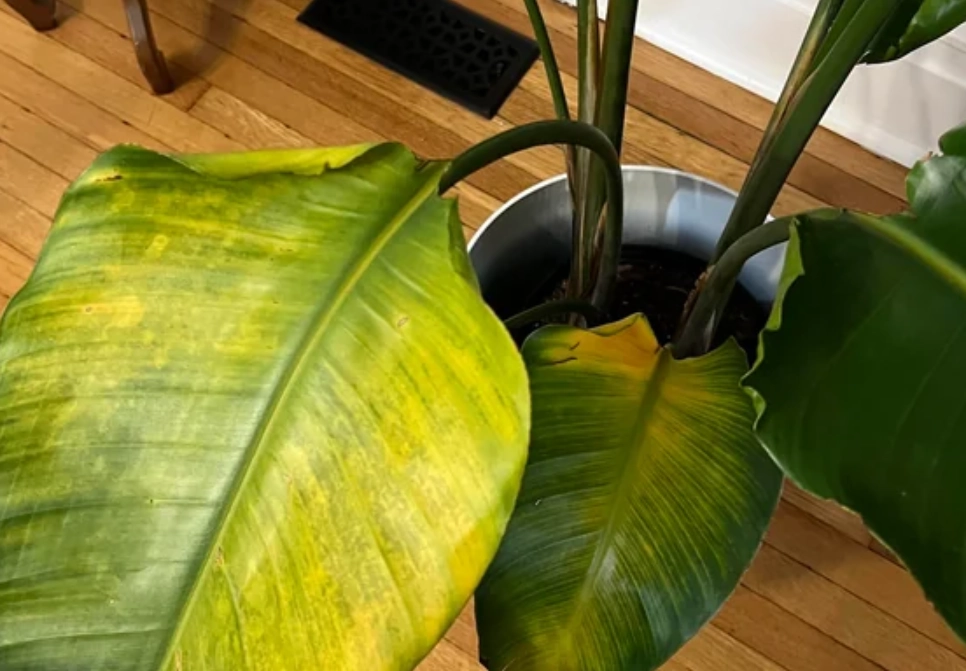 天堂鳥葉子變黃原因 天堂鳥葉子變黃原因