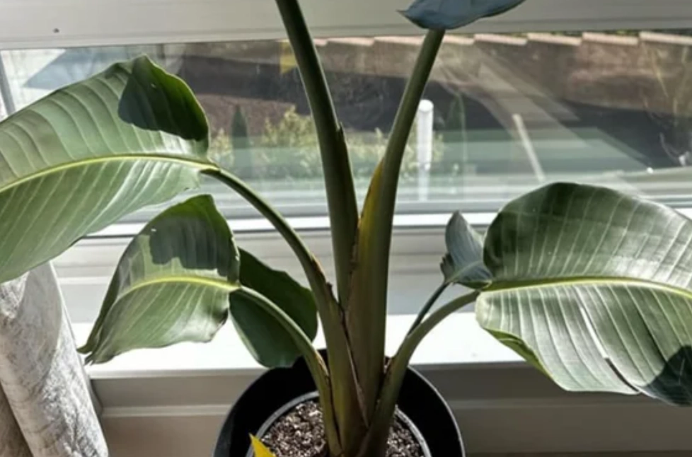 天堂鳥 養護方法 天堂鳥 養護方法