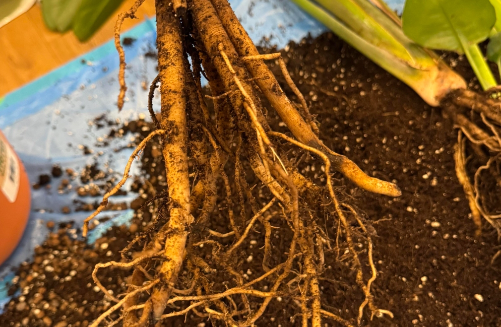 天堂鳥土壤配方 天堂鳥土壤配方