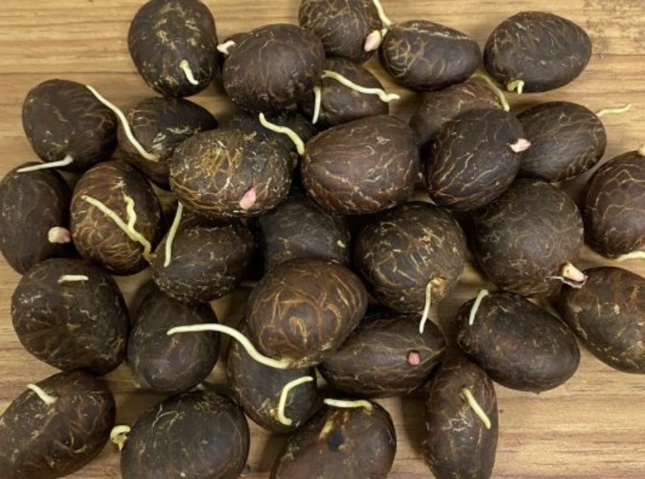 種子處理 種子處理