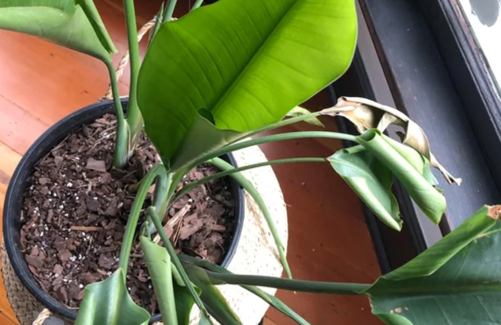 天堂鳥葉子下垂處理