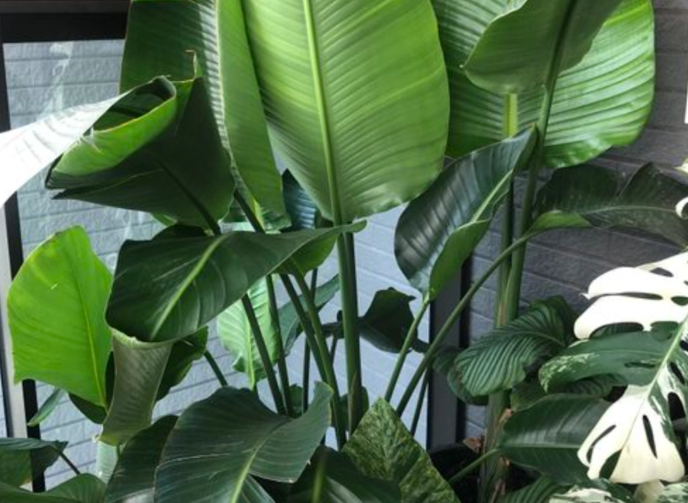 天堂鳥 日曬 天堂鳥 日曬