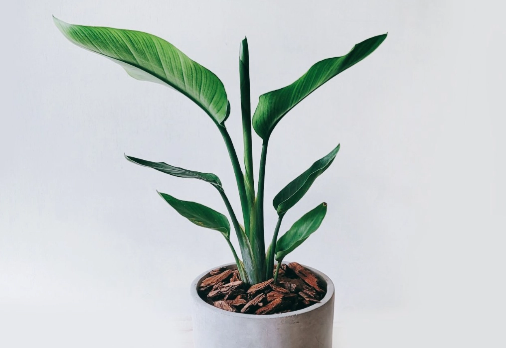 天堂鳥室內養護