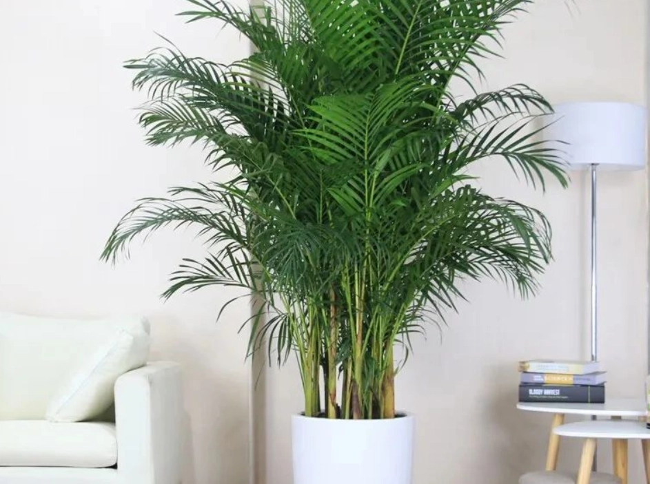 室內 黃椰子 盆栽