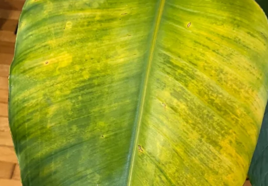 天堂鳥葉子黃處理 天堂鳥葉子黃處理