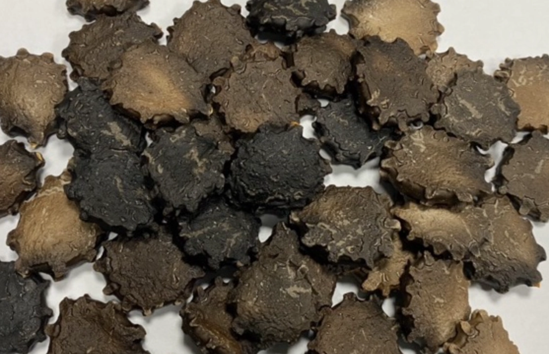 木鱉果種子 雌雄