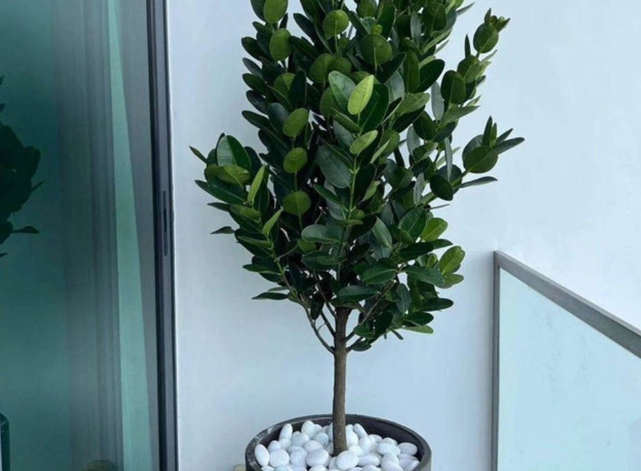 福木養護方法 福木養護方法