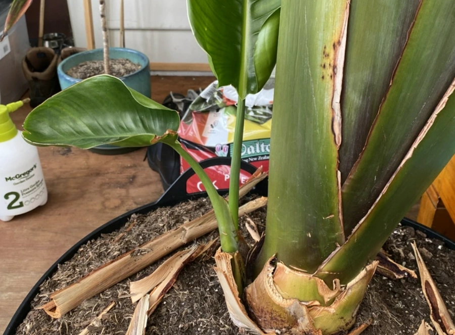 天堂鳥分株方法