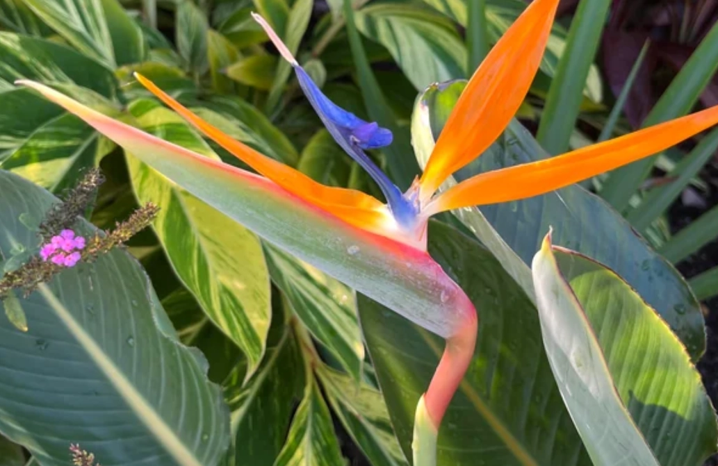 天堂鳥對寵物有害嗎