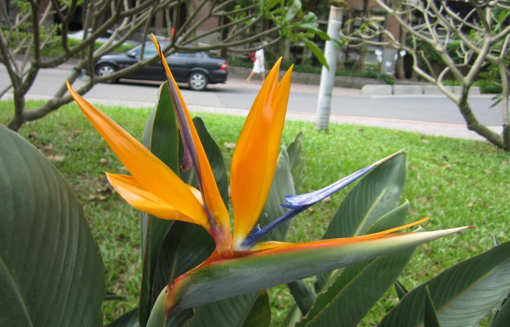 天堂鳥照顧 天堂鳥照顧