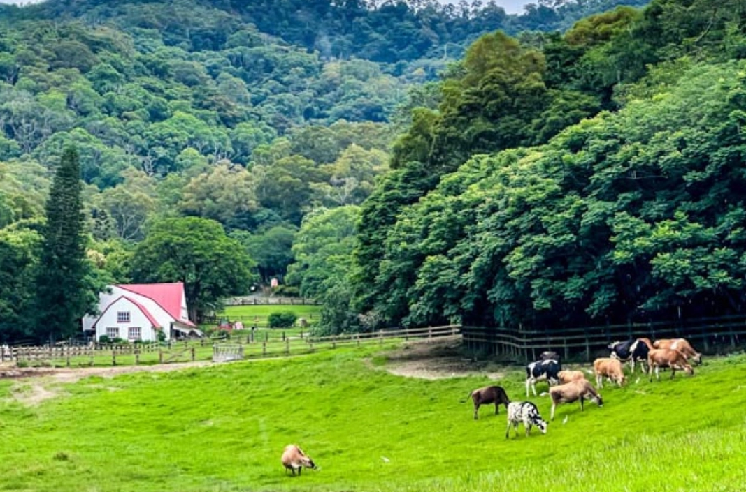 苗栗兩天一夜 苗栗兩天一夜
