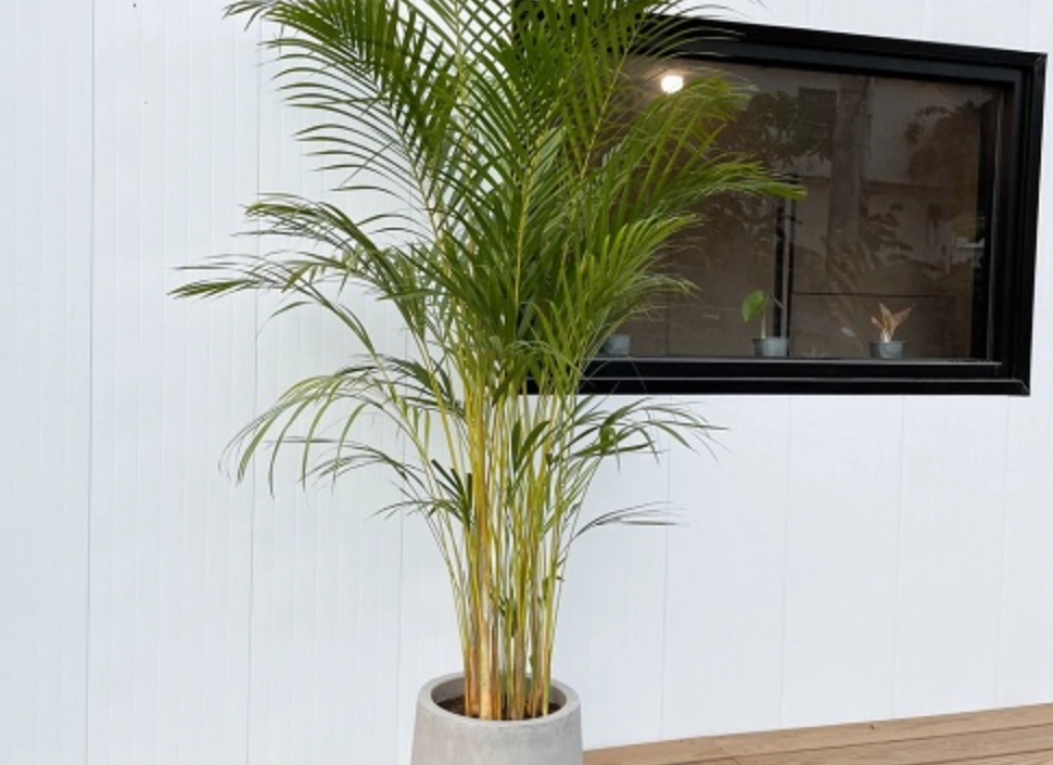 室內 黃椰子 盆栽