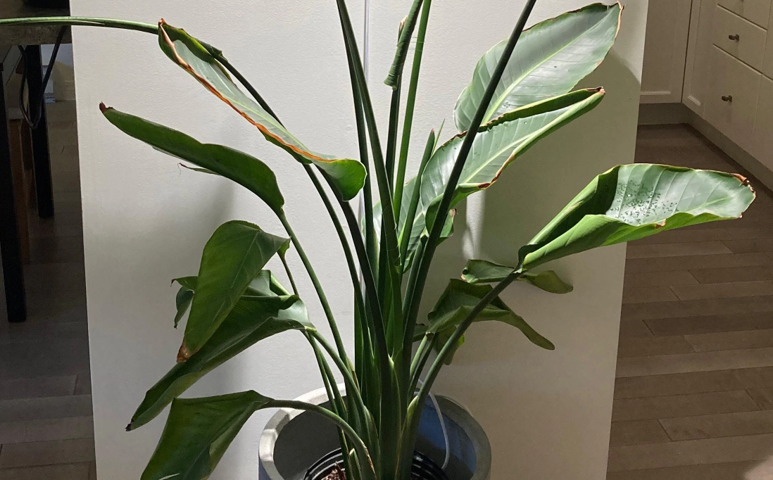 天堂鳥葉子捲曲