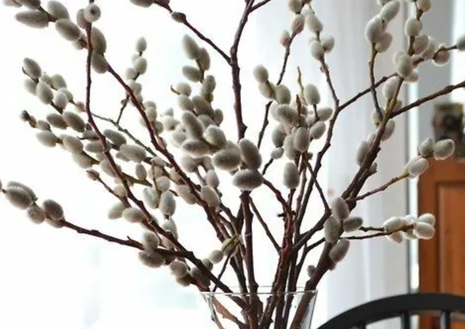 銀柳養護 銀柳養護