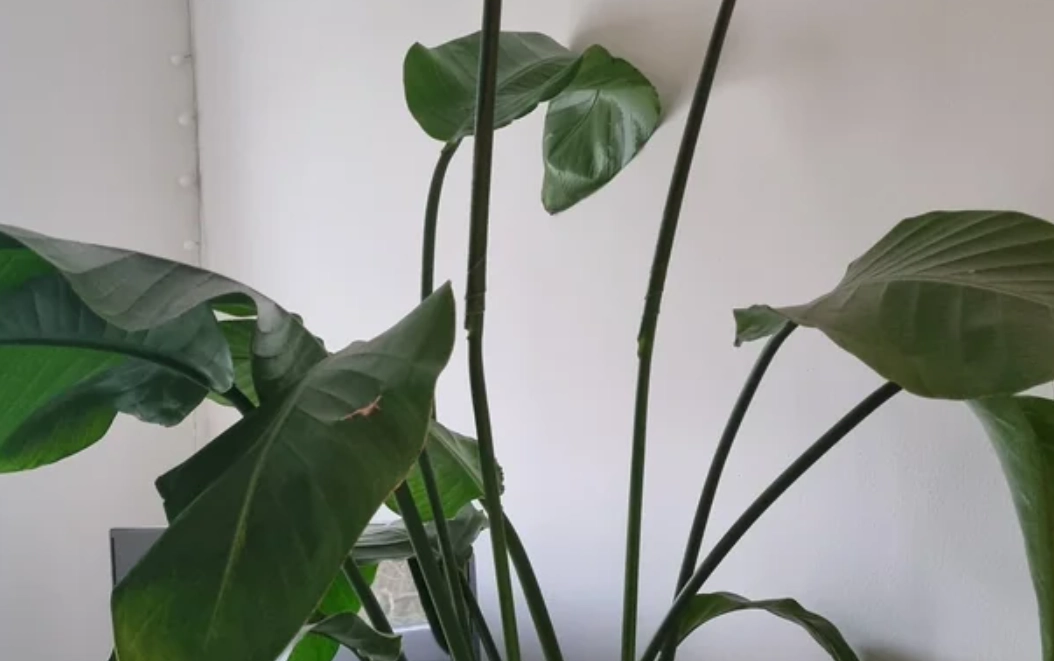 天堂鳥葉子捲曲