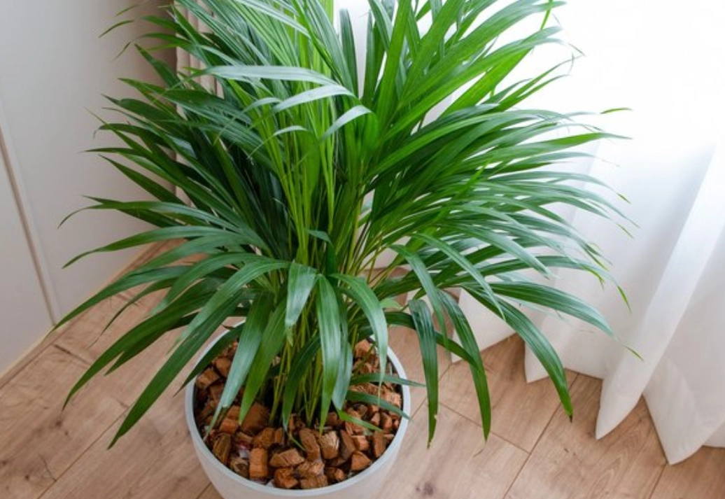 黃椰子 室內 養護