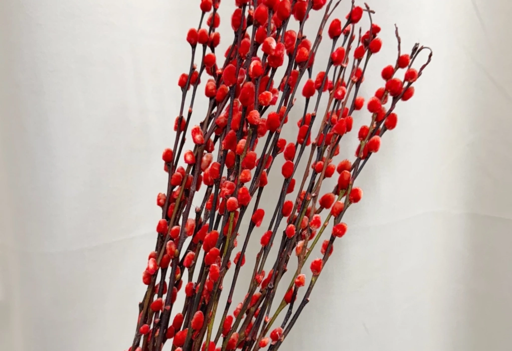 銀柳乾燥花製作