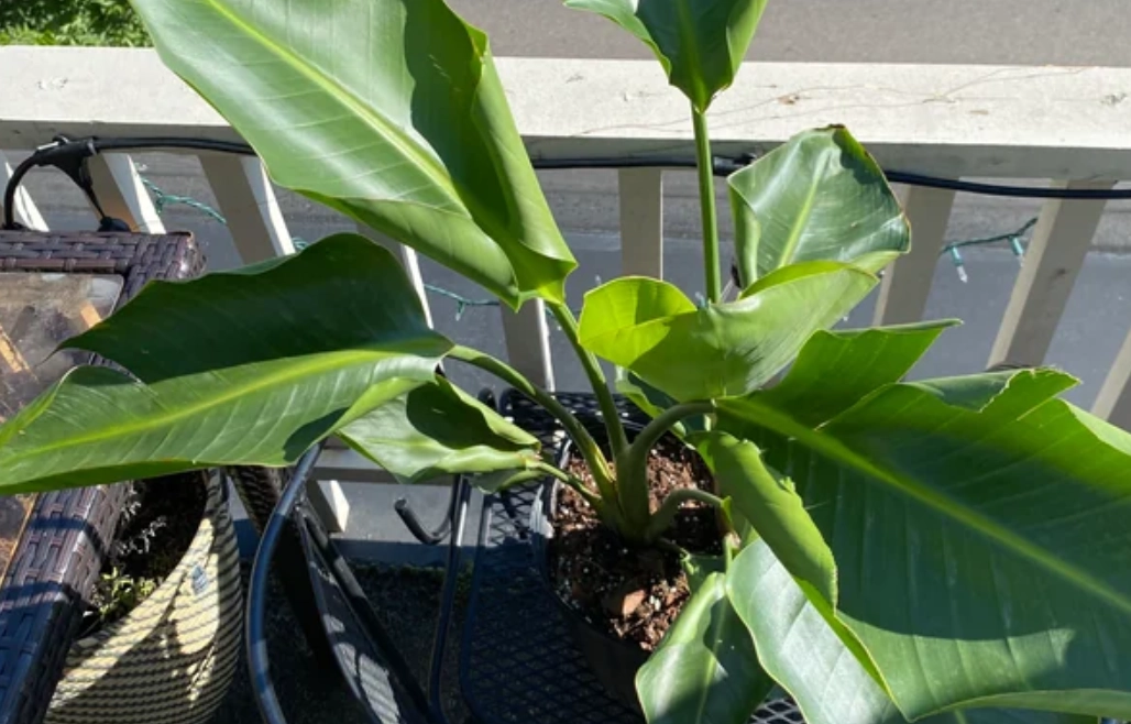 天堂鳥 陽光需求 天堂鳥 陽光需求