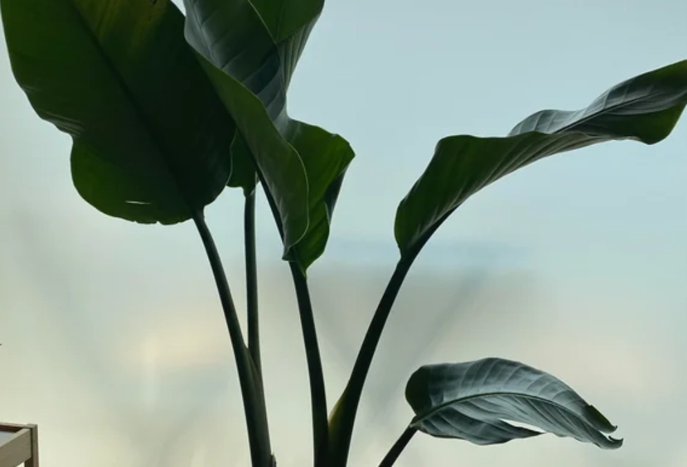 天堂鳥 陽光需求 天堂鳥 陽光需求