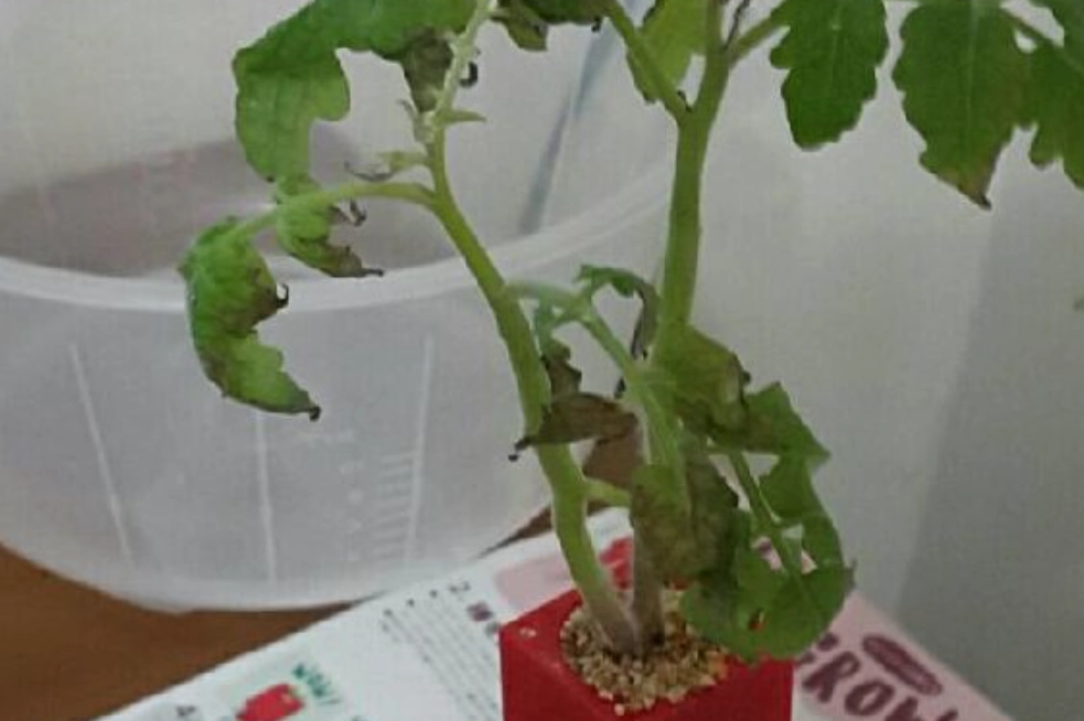 水耕系統 異味處理 水耕系統 異味處理