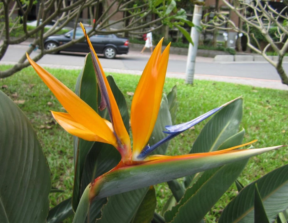 天堂鳥植物安全